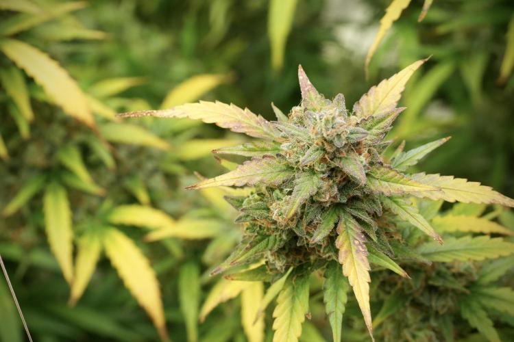 Lemon Cherry Gelato YumYum. Week 14 - Lemon Cherry Gelato no veg 12-12 from seed 