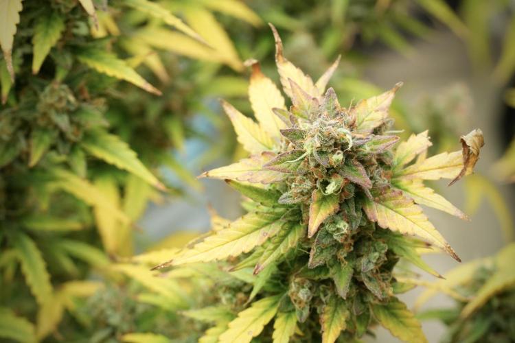 Lemon Cherry Gelato YumYum. Week 14 - Lemon Cherry Gelato no veg 12-12 from seed 