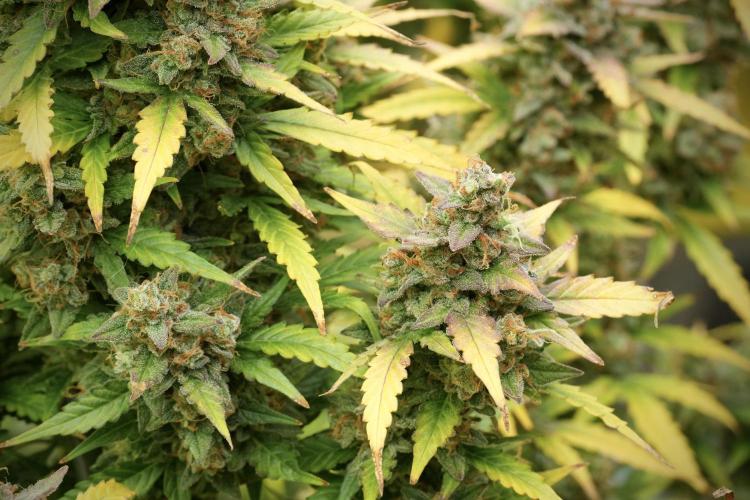 Lemon Cherry Gelato YumYum. Week 14 - Lemon Cherry Gelato no veg 12-12 from seed 