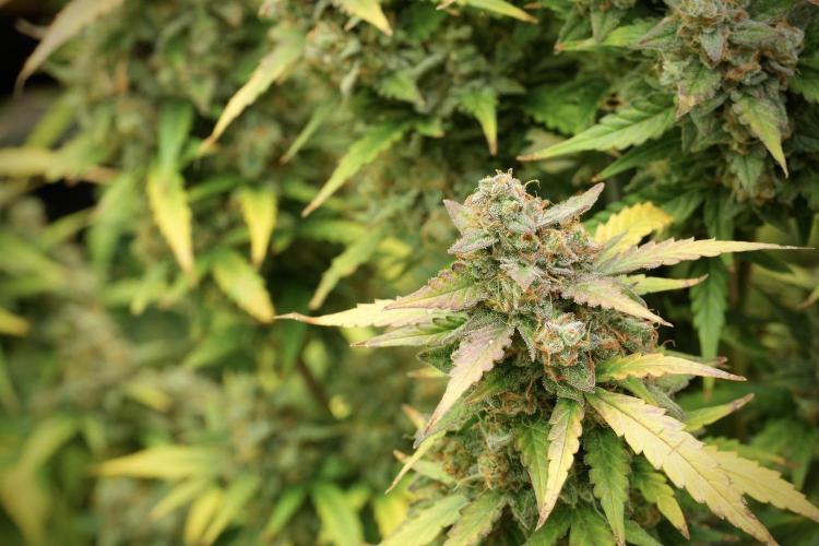 Lemon Cherry Gelato YumYum. Week 14 - Lemon Cherry Gelato no veg 12-12 from seed 