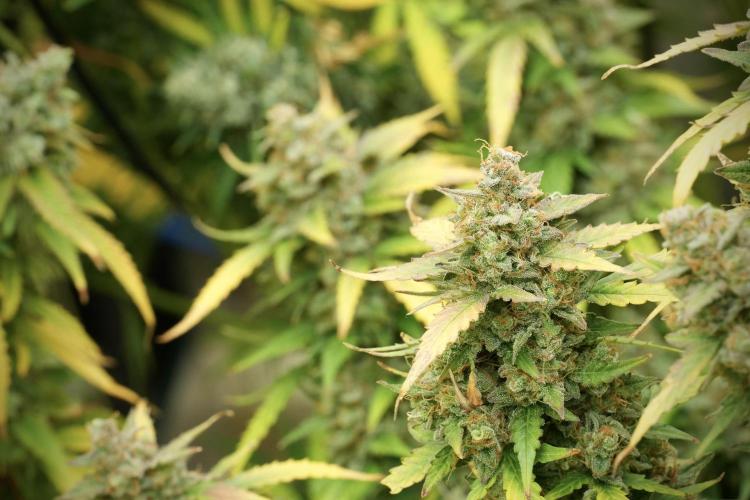 Lemon Cherry Gelato YumYum. Week 14 - Lemon Cherry Gelato no veg 12-12 from seed 