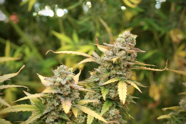 Lemon Cherry Gelato YumYum. Week 14 - Lemon Cherry Gelato no veg 12-12 from seed 