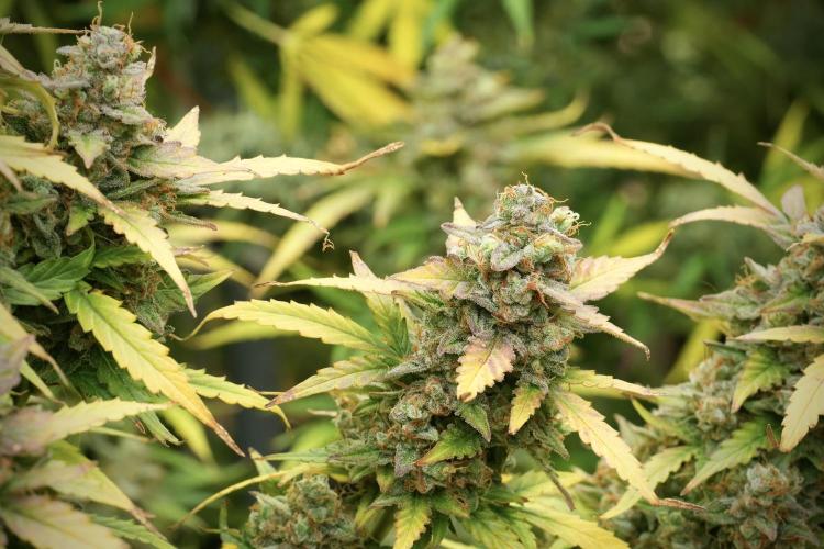 Lemon Cherry Gelato YumYum. Week 14 - Lemon Cherry Gelato no veg 12-12 from seed 