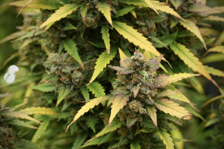 Lemon Cherry Gelato YumYum. Week 14 - Lemon Cherry Gelato no veg 12-12 from seed 