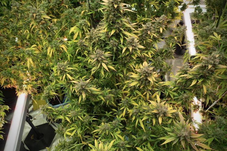 Lemon Cherry Gelato YumYum. Week 14 - Lemon Cherry Gelato no veg 12-12 from seed 