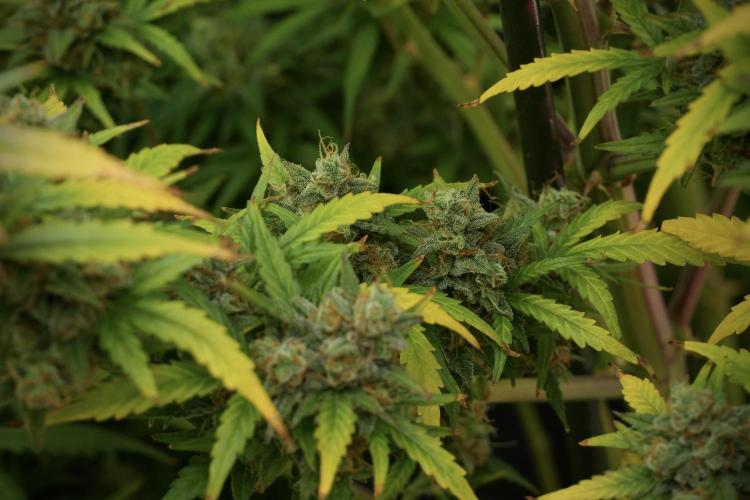 Lemon Cherry Gelato YumYum. Week 14 - Lemon Cherry Gelato no veg 12-12 from seed 