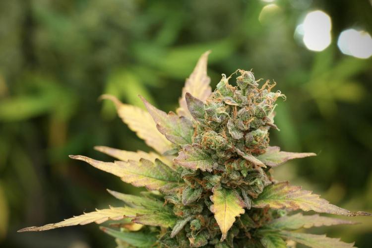 Lemon Cherry Gelato YumYum. Week 14 - Lemon Cherry Gelato no veg 12-12 from seed 