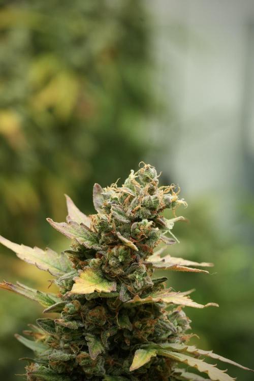 Lemon Cherry Gelato YumYum. Week 14 - Lemon Cherry Gelato no veg 12-12 from seed 