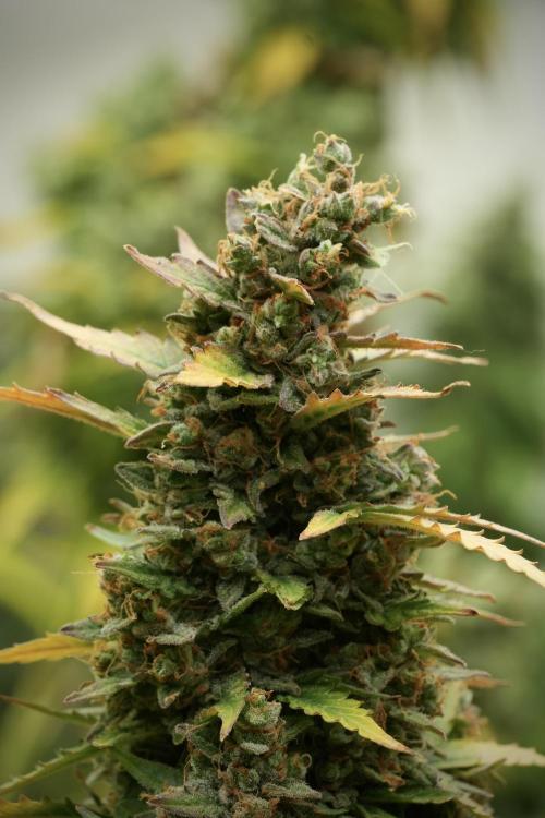 Lemon Cherry Gelato YumYum. Week 14 - Lemon Cherry Gelato no veg 12-12 from seed 