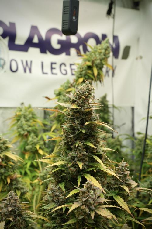 Lemon Cherry Gelato YumYum. Week 14 - Lemon Cherry Gelato no veg 12-12 from seed 