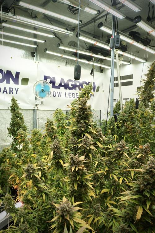 Lemon Cherry Gelato YumYum. Week 14 - Lemon Cherry Gelato no veg 12-12 from seed 
