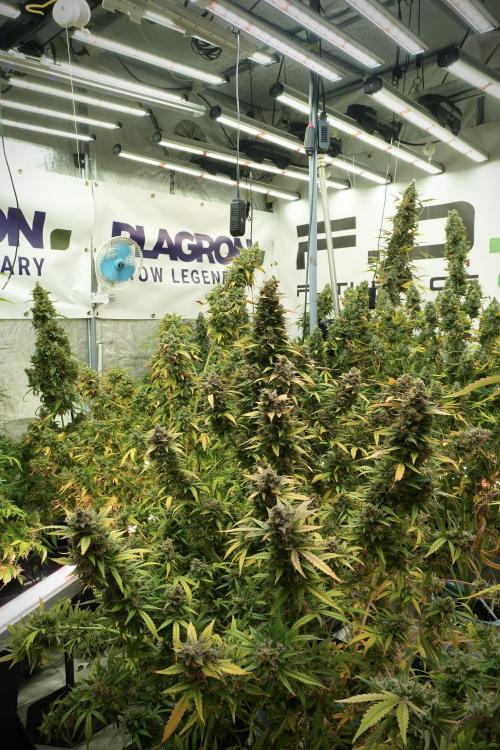 Lemon Cherry Gelato YumYum. Week 14 - Lemon Cherry Gelato no veg 12-12 from seed 
