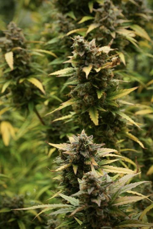 Lemon Cherry Gelato YumYum. Week 14 - Lemon Cherry Gelato no veg 12-12 from seed 