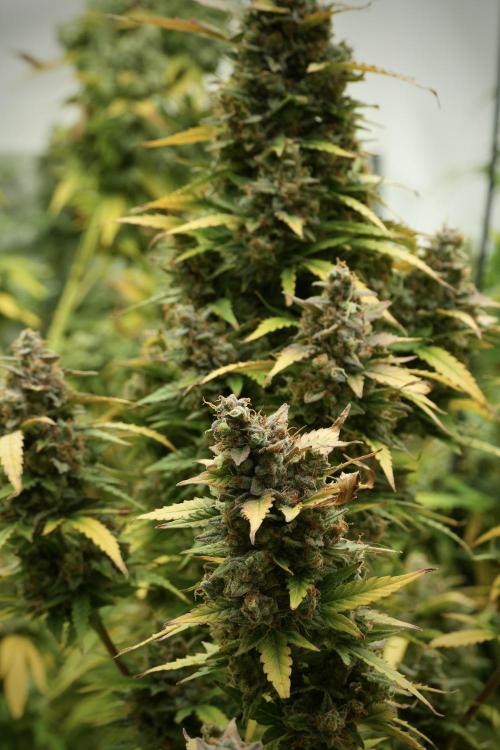 Lemon Cherry Gelato YumYum. Week 14 - Lemon Cherry Gelato no veg 12-12 from seed 