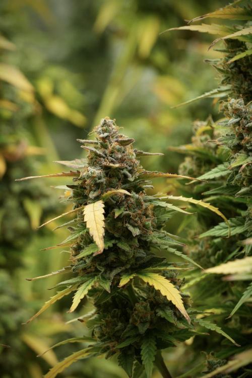 Lemon Cherry Gelato YumYum. Week 14 - Lemon Cherry Gelato no veg 12-12 from seed 