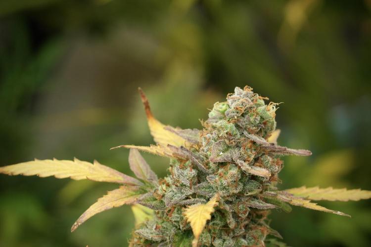 Lemon Cherry Gelato YumYum. Week 14 - Lemon Cherry Gelato no veg 12-12 from seed 