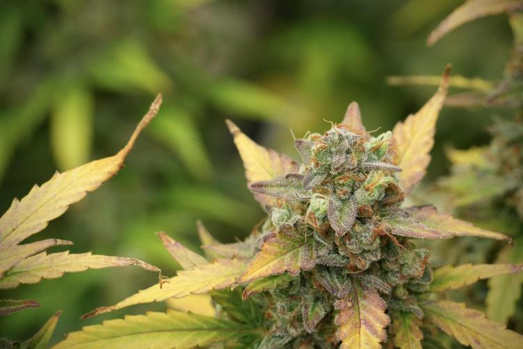 Lemon Cherry Gelato YumYum. Week 14 - Lemon Cherry Gelato no veg 12-12 from seed 