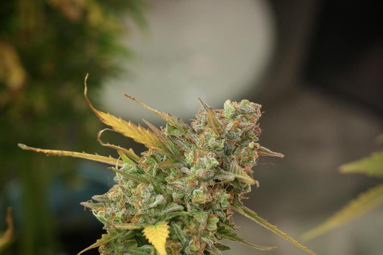 Lemon Cherry Gelato YumYum. Week 14 - Lemon Cherry Gelato no veg 12-12 from seed 