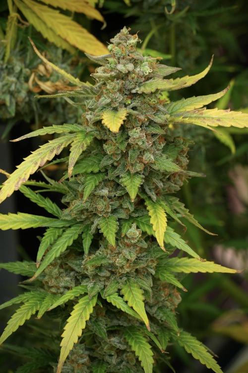 Lemon Cherry Gelato YumYum. Week 14 - Lemon Cherry Gelato no veg 12-12 from seed 