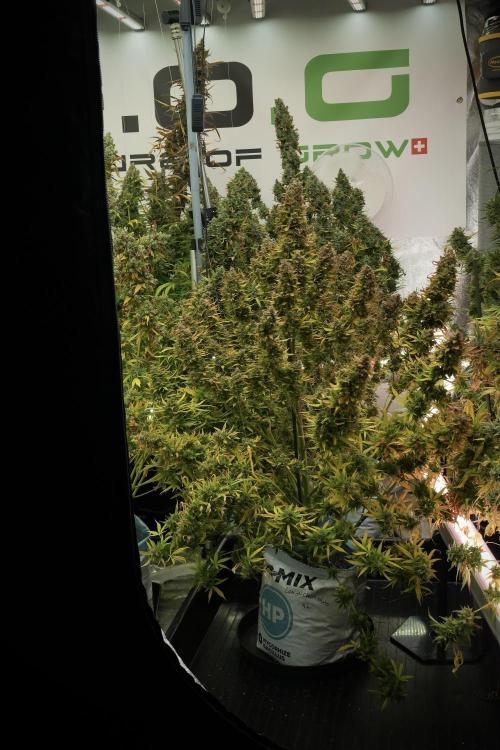 Lemon Cherry Gelato YumYum. Week 14 - Lemon Cherry Gelato no veg 12-12 from seed 