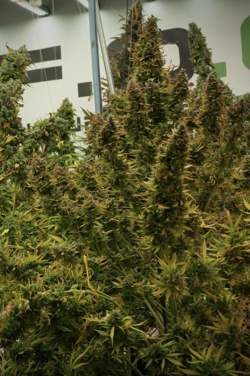 Lemon Cherry Gelato YumYum. Week 14 - Lemon Cherry Gelato no veg 12-12 from seed 
