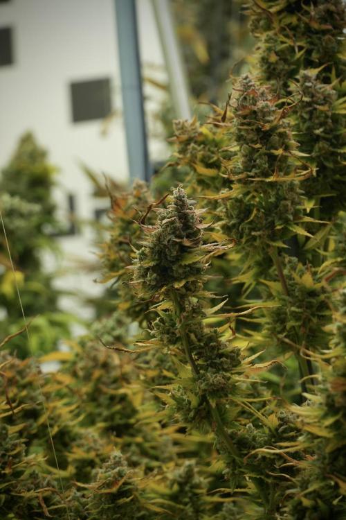 Lemon Cherry Gelato YumYum. Week 14 - Lemon Cherry Gelato no veg 12-12 from seed 