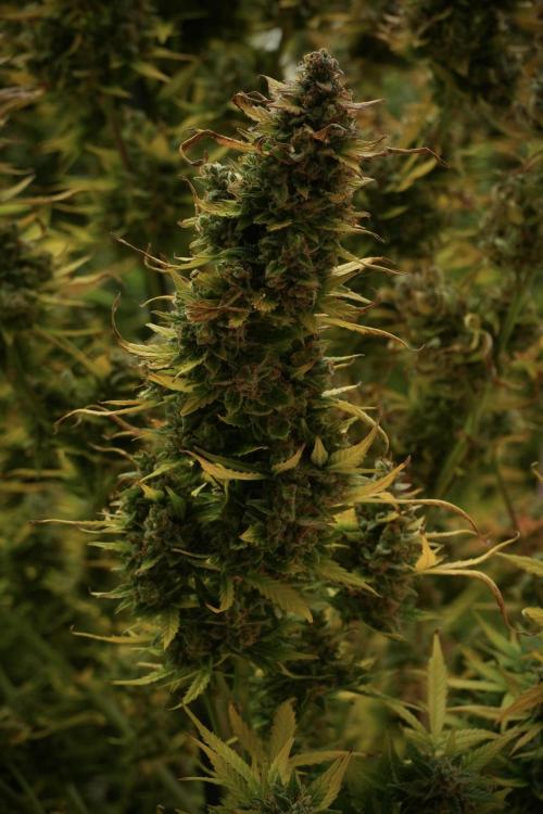 Lemon Cherry Gelato YumYum. Week 14 - Lemon Cherry Gelato no veg 12-12 from seed 