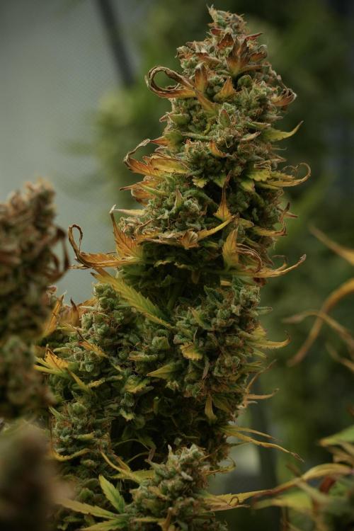 Lemon Cherry Gelato YumYum. Week 14 - Lemon Cherry Gelato no veg 12-12 from seed 
