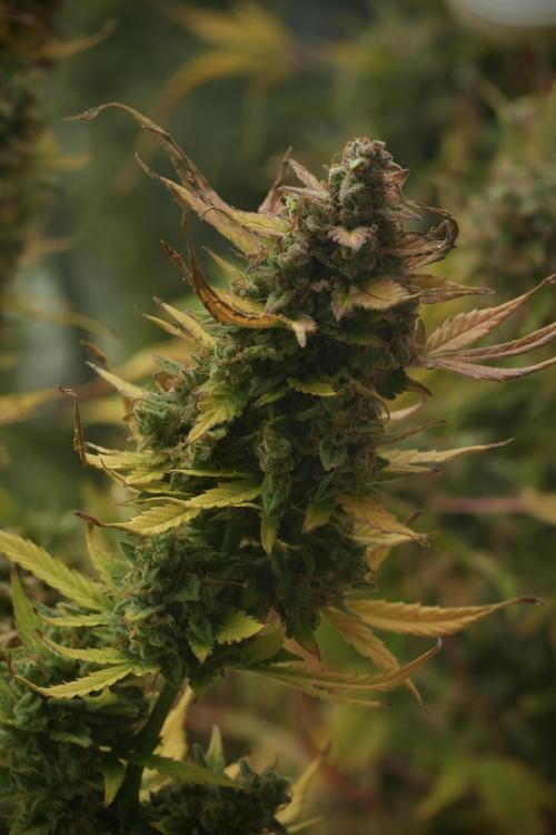 Lemon Cherry Gelato YumYum. Week 14 - Lemon Cherry Gelato no veg 12-12 from seed 