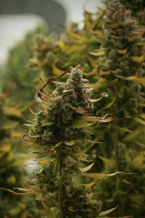 Lemon Cherry Gelato YumYum. Week 14 - Lemon Cherry Gelato no veg 12-12 from seed 