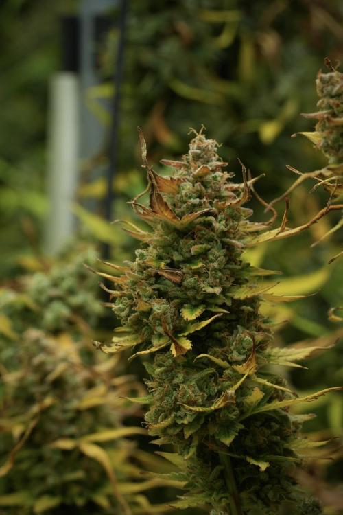 Lemon Cherry Gelato YumYum. Week 14 - Lemon Cherry Gelato no veg 12-12 from seed 