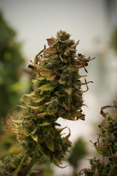 Lemon Cherry Gelato YumYum. Week 14 - Lemon Cherry Gelato no veg 12-12 from seed 