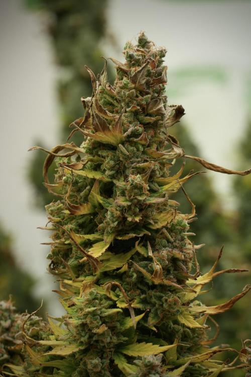 Lemon Cherry Gelato YumYum. Week 14 - Lemon Cherry Gelato no veg 12-12 from seed 