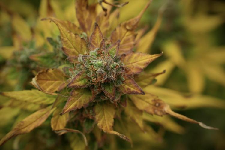 Lemon Cherry Gelato YumYum. Week 14 - Lemon Cherry Gelato no veg 12-12 from seed 