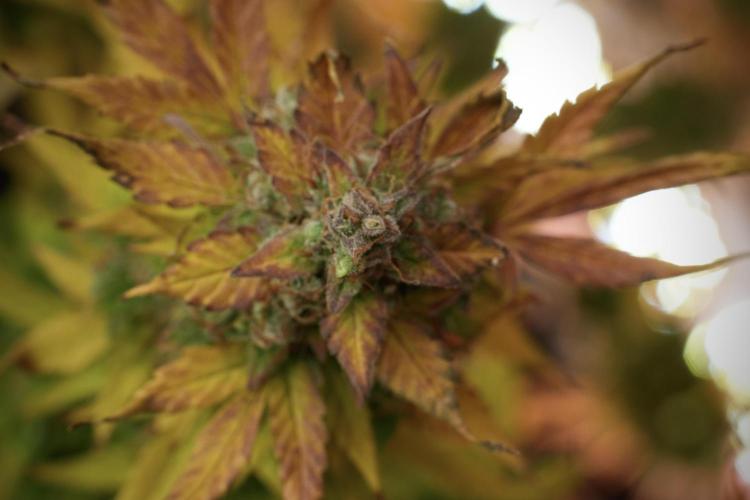 Lemon Cherry Gelato YumYum. Week 14 - Lemon Cherry Gelato no veg 12-12 from seed 