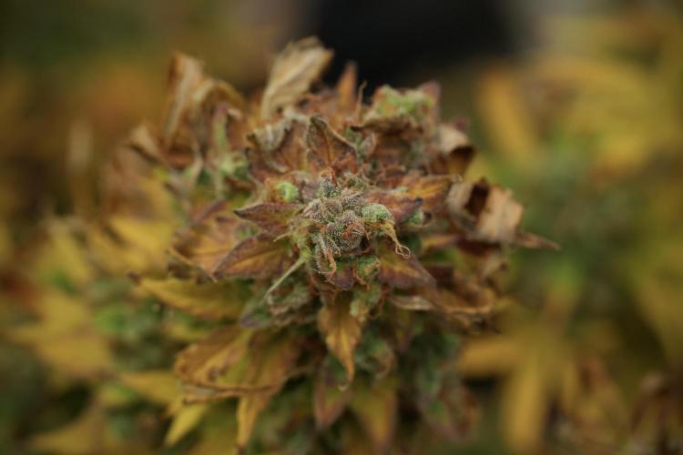 Lemon Cherry Gelato YumYum. Week 14 - Lemon Cherry Gelato no veg 12-12 from seed 