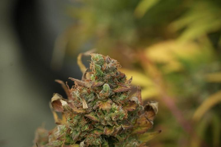 Lemon Cherry Gelato YumYum. Week 14 - Lemon Cherry Gelato no veg 12-12 from seed 