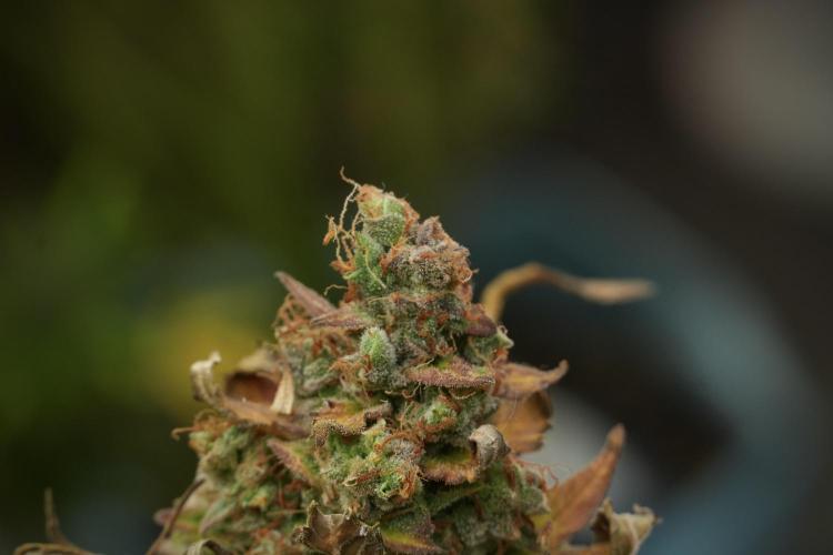 Lemon Cherry Gelato YumYum. Week 14 - Lemon Cherry Gelato no veg 12-12 from seed 