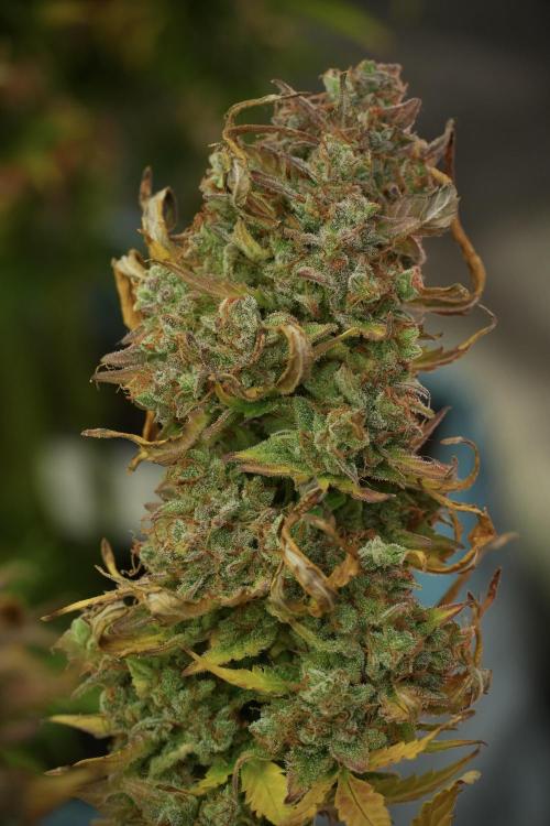 Lemon Cherry Gelato YumYum. Week 14 - Lemon Cherry Gelato no veg 12-12 from seed 