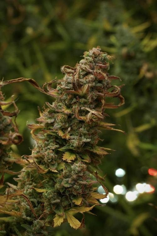 Lemon Cherry Gelato YumYum. Week 14 - Lemon Cherry Gelato no veg 12-12 from seed 