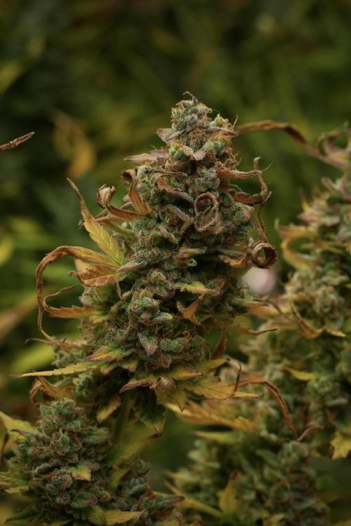 Lemon Cherry Gelato YumYum. Week 14 - Lemon Cherry Gelato no veg 12-12 from seed 
