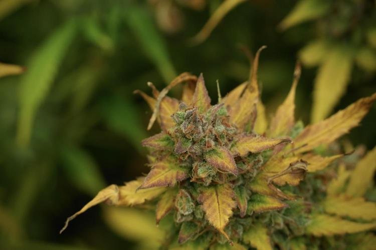 Lemon Cherry Gelato YumYum. Week 14 - Lemon Cherry Gelato no veg 12-12 from seed 