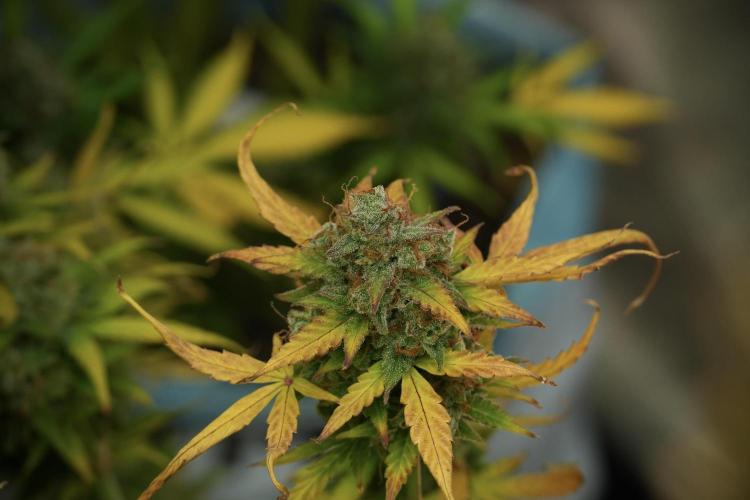 Lemon Cherry Gelato YumYum. Week 14 - Lemon Cherry Gelato no veg 12-12 from seed 