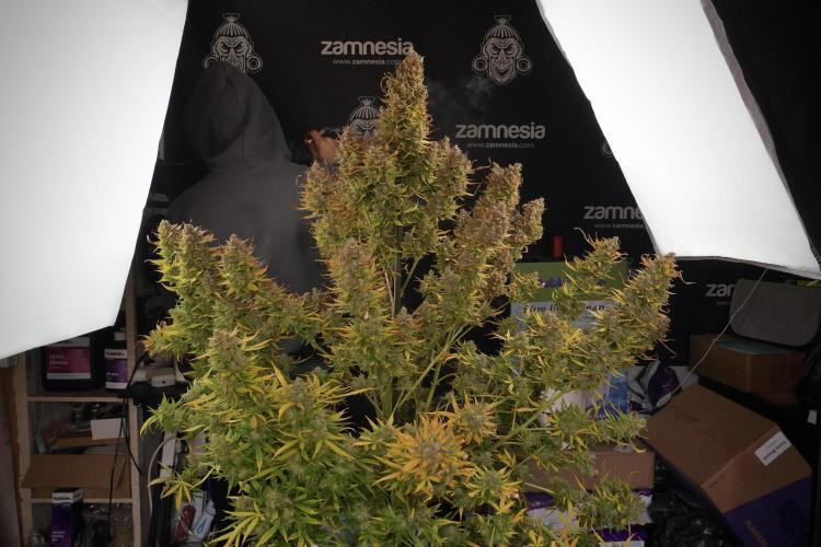 Lemon Cherry Gelato YumYum. Week 14 - Lemon Cherry Gelato no veg 12-12 from seed studio and harvest times 