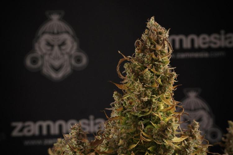 Lemon Cherry Gelato YumYum. Week 14 - Lemon Cherry Gelato no veg 12-12 from seed studio and harvest times 