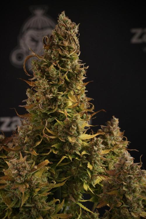 Lemon Cherry Gelato YumYum. Week 14 - Lemon Cherry Gelato no veg 12-12 from seed studio and harvest times 