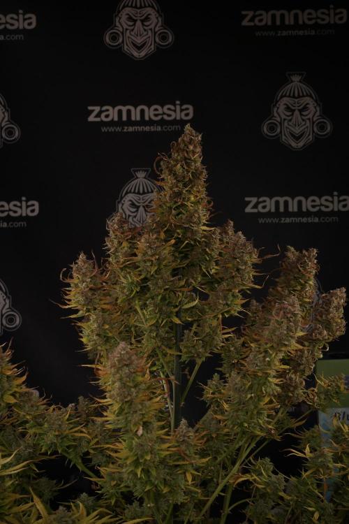 Lemon Cherry Gelato YumYum. Week 14 - Lemon Cherry Gelato no veg 12-12 from seed studio and harvest times 