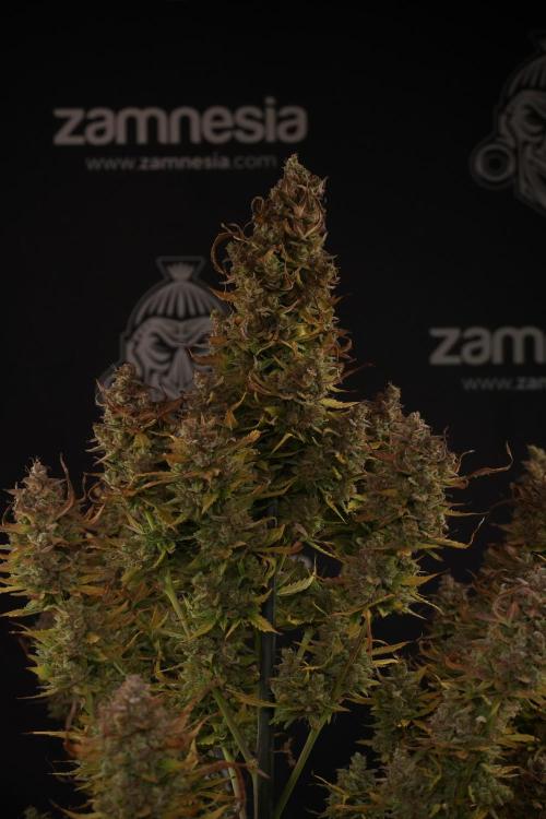 Lemon Cherry Gelato YumYum. Week 14 - Lemon Cherry Gelato no veg 12-12 from seed studio and harvest times 
