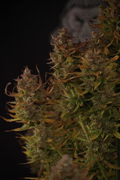Lemon Cherry Gelato YumYum. Week 14 - Lemon Cherry Gelato no veg 12-12 from seed studio and harvest times 
