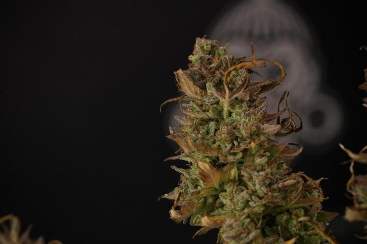 Lemon Cherry Gelato YumYum. Week 14 - Lemon Cherry Gelato no veg 12-12 from seed studio and harvest times 